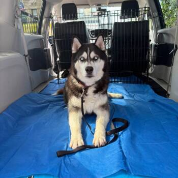 Rescue Alaskan Malamute and Siberian Husky Dogs for Adoption in New York, New York - BILLA | PetCurious