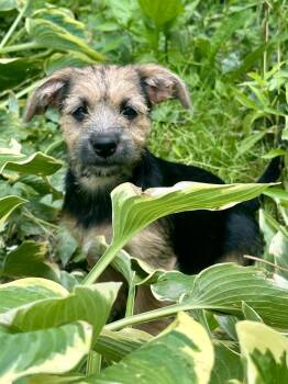 Chera -  Wire Fox Terrier and Mixed Breed Dog for Adoption in Akron, Ohio - Chera | PetCurious