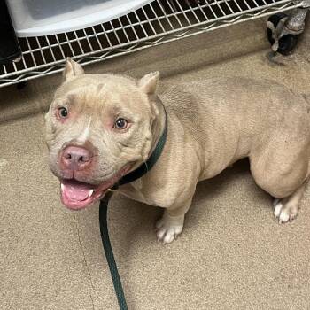 Short Stack -  Mixed Breed Dog for Adoption in Chattanooga, Tennessee - Short Stack | PetCurious
