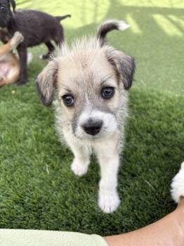 Chihuahua and Cairn Terrier Dogs Available for Adoption in Denver, Colorado - Cale Makar | PetCurious