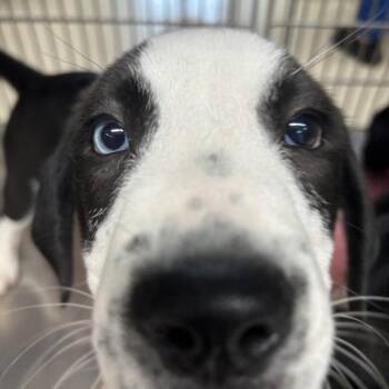 Bowie -  German Shorthaired Pointer Dog for Adoption in Indianapolis, Indiana - Bowie | PetCurious