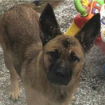 Shepherd Dogs Available for Adoption - Rocket (20260211-02) | PetCurious