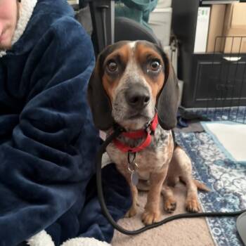 Rescue Beagle Dogs for Adoption in Northbrook, Illinois - Cosmopolitan | PetCurious