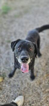 Labrador Retriever Dogs Available for Adoption in Fort Worth, Texas - Mercury | PetCurious