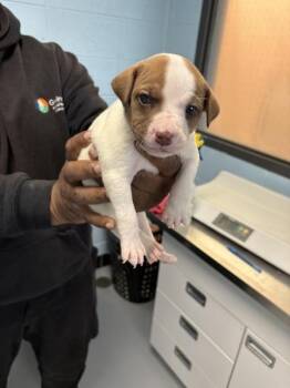Pit Bull Terrier Dogs Available for Adoption in Lawrenceville, Georgia - Ic2 | PetCurious