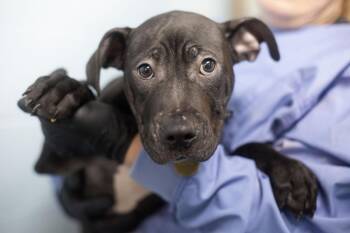 Mastiff and Labrador Retriever Dogs Available for Adoption in Mountain Home, Arkansas - Sherlock Bones | PetCurious