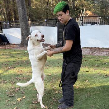 Casanova -  American Bulldog and Labrador Retriever Dog for Adoption in Magnolia, Texas - Casanova | PetCurious