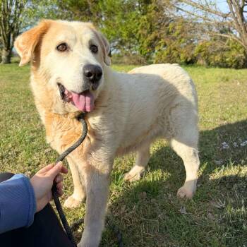 Sailboat -  Great Pyrenees Dog for Adoption in New York, New York - Sailboat | PetCurious
