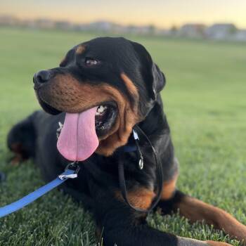 Rescue Rottweiler Dogs for Adoption in Manteca, California - Suge | PetCurious