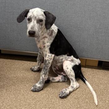 Gunther -  German Shorthaired Pointer and Mixed Breed Dog for Adoption in League City, Texas - Gunther | PetCurious