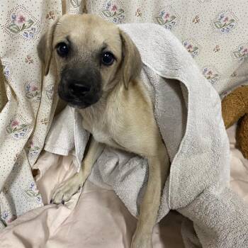 A614543 -  Chihuahua and Pug Dog for Adoption in Modesto, California - A614543 | PetCurious