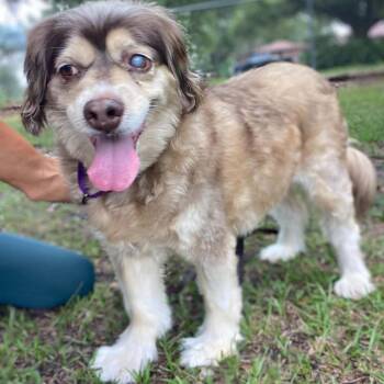 Bella Donna -  Australian Shepherd and Miniature Poodle Dog for Adoption in Sarasota, Florida - Bella Donna | PetCurious