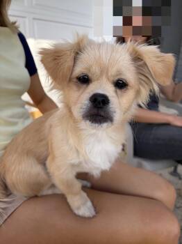 Teddy- available for adoption -  Tibetan Spaniel and Shih Tzu Dog for Adoption in Tustin, California - Teddy- Available For Adoption | PetCurious