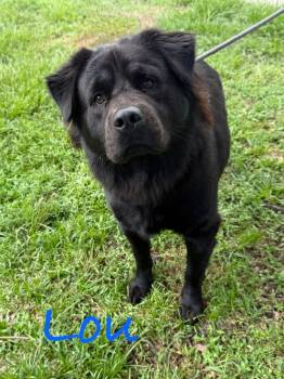 Lou -  Chow Chow and Shepherd Dog for Adoption in Fort Pierce, Florida - Lou | PetCurious