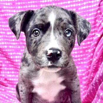 Cat Ballou -  Australian Shepherd and Catahoula Leopard Dog Dog for Adoption in Andover, Massachusetts - Cat Ballou | PetCurious