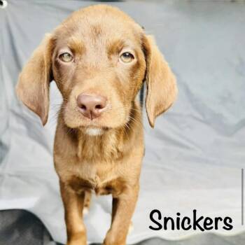 Snickers -  Chocolate Labrador Retriever Dog for Adoption in Grand Junction, Colorado - Snickers | PetCurious