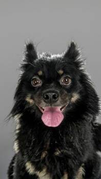 Fabio-Handsome 12lb Boy! -  Pomeranian and Papillon Dog for Adoption in Fort Myers, Florida - Fabio-Handsome 12lb Boy! | PetCurious