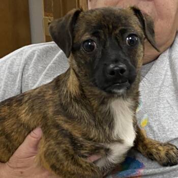 Hazel -  Chihuahua and Jack Russell Terrier Dog for Adoption in Sparta, New Jersey - Hazel | PetCurious