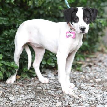 Okra -  Retriever Dog for Adoption in Wake Forest, North Carolina - Okra | PetCurious