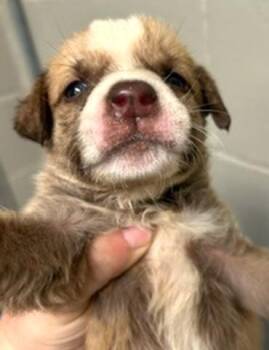 Bridget -  Mixed Breed Dog for Adoption in Morristown, New Jersey - Bridget | PetCurious