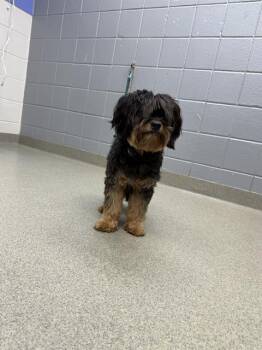 CHOCOLATE -  Havanese Dog for Adoption in Omaha, Nebraska - CHOCOLATE | PetCurious