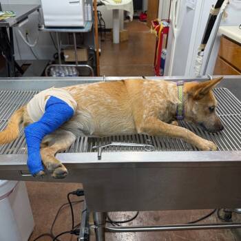 Rescue Cattle Dog Dogs for Adoption in Ennis, Texas - Morgan | PetCurious