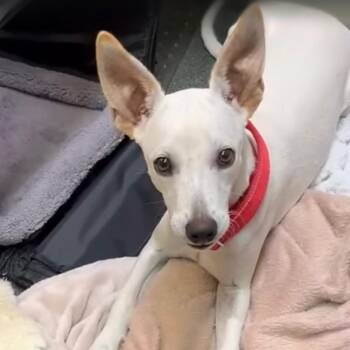 Casper- loves other dogs -  Mixed Breed Dog for Adoption in Mettawa, Illinois - Casper- Loves Other Dogs | PetCurious