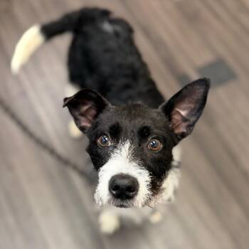 Sadie -  Mixed Breed Dog for Adoption in Sarasota, Florida - Sadie | PetCurious