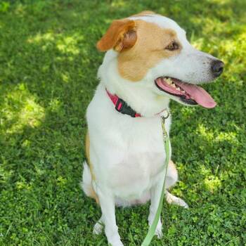 Winter Grace -  Great Pyrenees and Mixed Breed Dog for Adoption in Tulsa, Oklahoma - Winter Grace | PetCurious