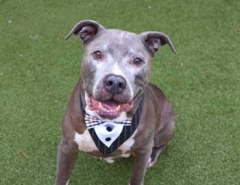 Tank -  Mixed Breed Dog for Adoption in Athens, Georgia - Tank | PetCurious