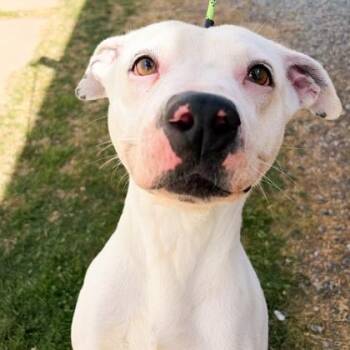American Bulldog and Mixed Breed Dogs Available for Adoption in Fort Worth, Texas - Miss Kitty | PetCurious