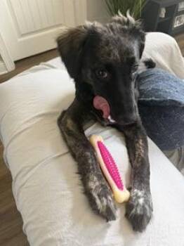 Primerib -  Mixed Breed Dog for Adoption in Covington, Louisiana - Primerib | PetCurious
