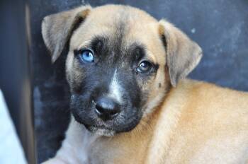Rex -  Belgian Shepherd Malinois and Labrador Retriever Dog for Adoption in Rollingwood, Texas - Rex | PetCurious