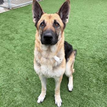German Shepherd Dog Dogs Available for Adoption in Matteson, Illinois - Nala | PetCurious