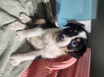 Bean -  Australian Shepherd and Feist Dog for Adoption in Cosby, Tennessee - Bean | PetCurious