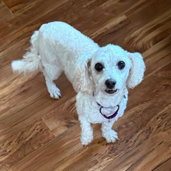 Havana -  Bichon Frise Dog for Adoption in Rochester, Minnesota - Havana | PetCurious