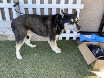 Siberian Husky and Mixed Breed Dogs Available for Adoption in Modesto, California - ASUMA | PetCurious