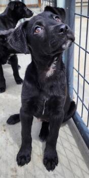 Labrador Retriever and Cattle Dog Dogs Available for Adoption in Fort Lupton, Colorado - Murren | PetCurious