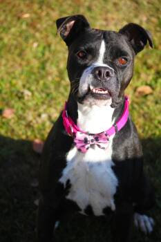 Nikki -  Boxer Dog for Adoption in Hayward, Wisconsin - Nikki | PetCurious