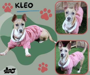 Corgi and Terrier Dogs Available for Adoption - Kleo | PetCurious