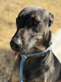 Mixed Breed Dogs Available for Adoption - TOPO | PetCurious