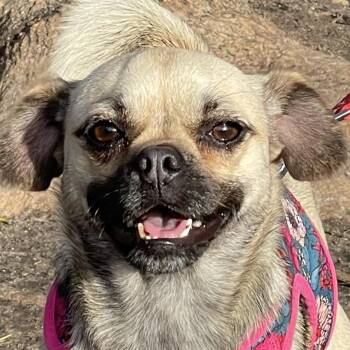 Pug and Terrier Dogs Available for Adoption - ANNIE 3 Yrs 15 Lbs | PetCurious