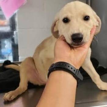Abigail -  Shepherd and Mixed Breed Dog for Adoption in Brock, Texas - Abigail | PetCurious