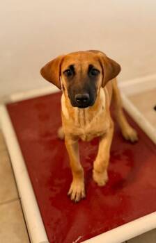 Kitka 2 -  Australian Cattle Dog Blue Heeler and Retriever Dog for Adoption in Fort Lupton, Colorado - Kitka 2 | PetCurious