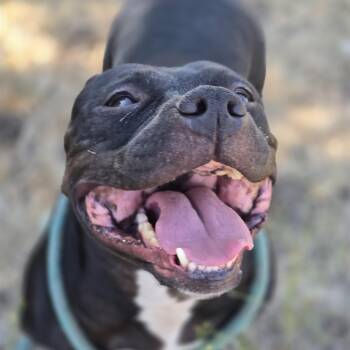 Brownie -  Mixed Breed Dog for Adoption in Kempner, Texas - Brownie | PetCurious