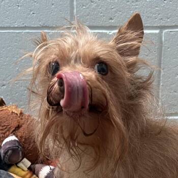 Yorkshire Terrier and Chihuahua Dogs Available for Adoption in Goleta, California - Bacardi | PetCurious