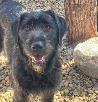 Labradoodle and Mixed Breed Dogs Available for Adoption in Henderson, Nevada - Ghirardelli | PetCurious