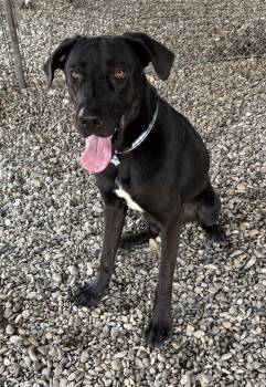 Rescue Labrador Retriever and Great Dane Dogs for Adoption in Plano, Texas - Archie | PetCurious