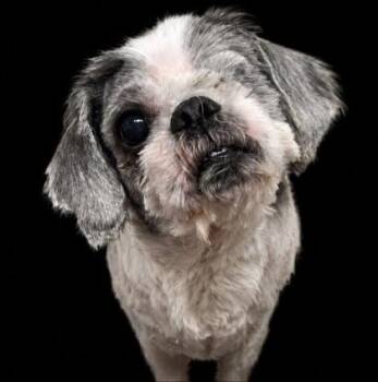 Shih Tzu and Mixed Breed Dogs Available for Adoption in Malvern, Pennsylvania - Benny | PetCurious