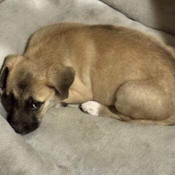 Shepherd and Mixed Breed Dogs Available for Adoption in Opelika, Alabama - Toffee | PetCurious